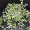 Ficus pumila White Sunny, pianta da esterno
