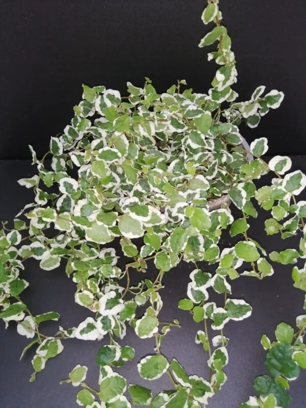 Ficus pumila White Sunny, pianta da esterno