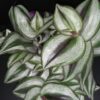Tradescantia zebrina (Silver Smudge), pianta da interno e da esterno