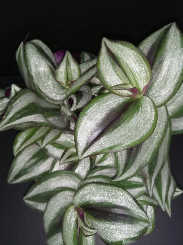 Tradescantia zebrina (Silver Smudge), pianta da interno e da esterno