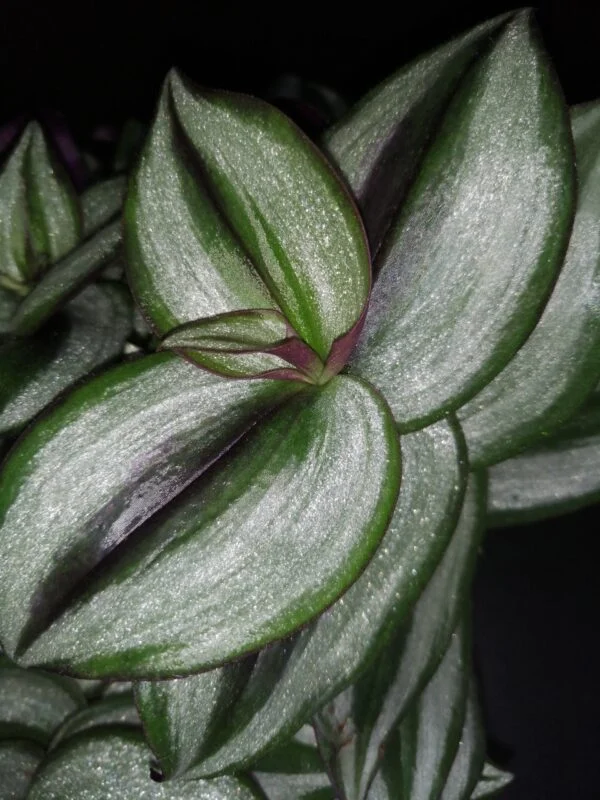Tradescantia zebrina (Silver Smudge), foto 2