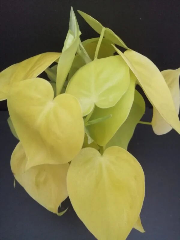 Philodendron micans Lime, pianta da interno