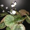 Begonia mashanica, Begonia jinxiensis var. mashanica, pianta da interno