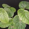 Begonia Gothol, pianta da interno