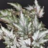 Begonia Beleaf Green Valley, pianta da interno