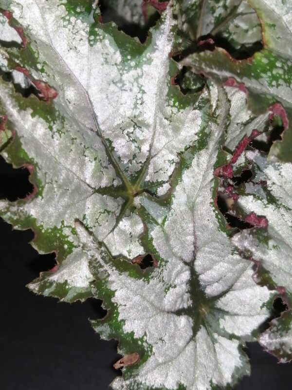 Begonia Beleaf Green Valley, foto 2