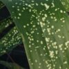 Aspidistra Spek-tacular, pianta da esterno