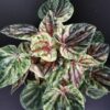 Peperomia caperata variegata Helios, pianta da interno
