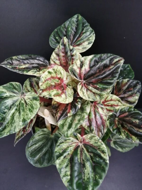 Peperomia caperata variegata Helios, pianta da interno