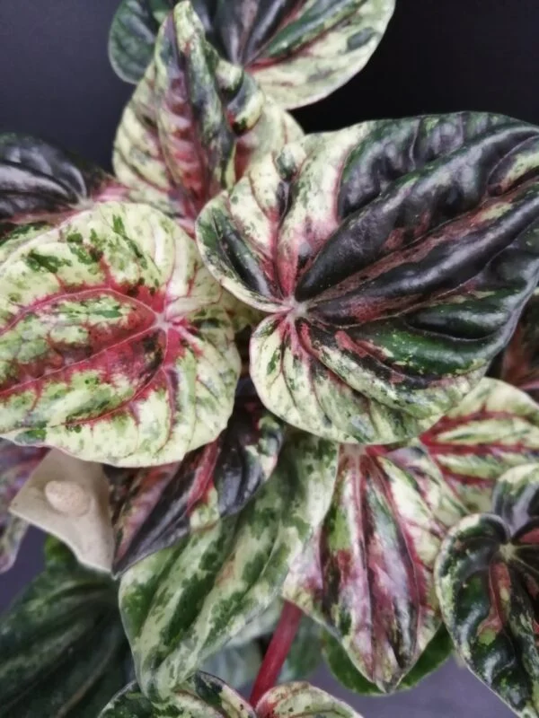 Peperomia caperata variegata Helios, foto 2