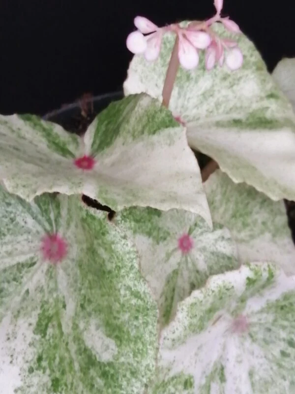 Begonia Rouge Variegata Ultra, foto 2