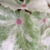 Begonia Rouge Variegata Ultra, pianta da interno