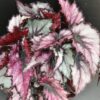 Begonia Magma Magic colors, pianta da interno