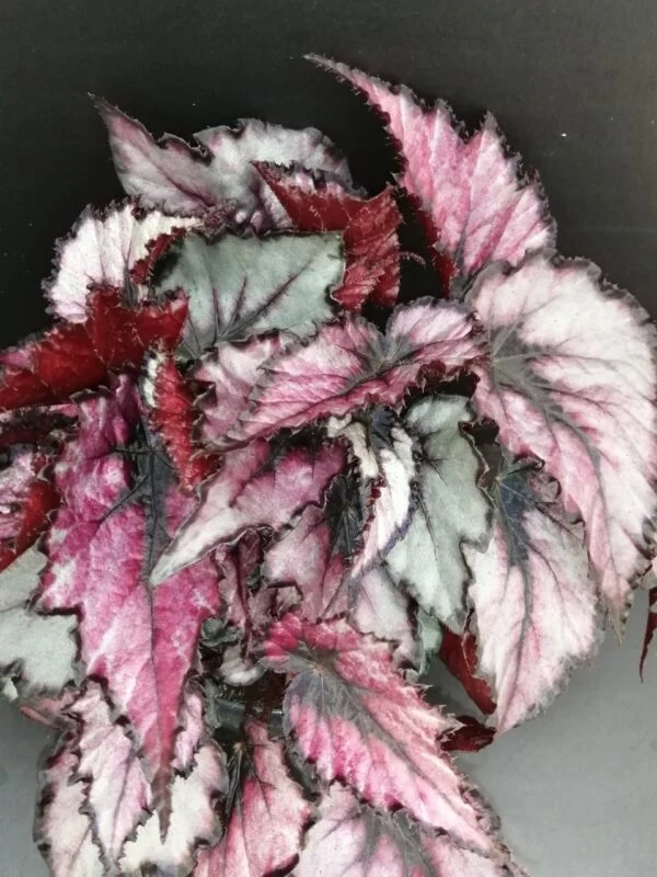 Begonia Magma Magic colors, pianta da interno