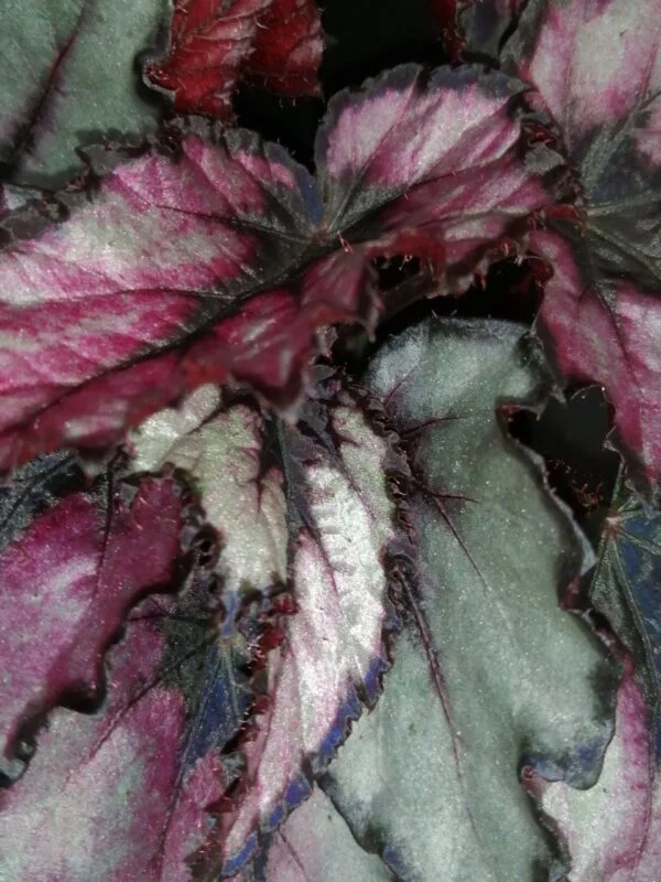 Begonia Magma Magic colors, foto 2