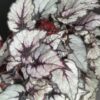Begonia Rain Dance Magic colors, pianta da interno