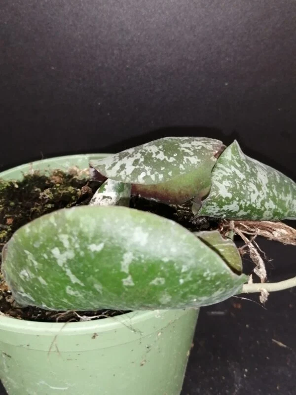 Hoya imbricata, pianta da interno