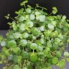 Pilea depressa, pianta da interno