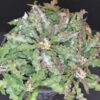 Euphorbia decaryi, pianta da interno