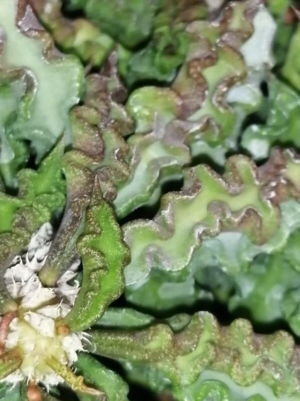 Euphorbia decaryi, foto 2