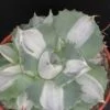 Agave Hina Hoy, pianta da interno