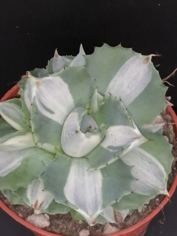 Agave Hina Hoy, pianta da interno