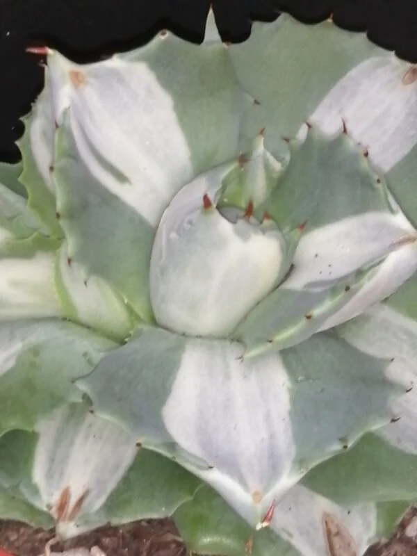 Agave Hina Hoy, foto 2