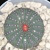 Frailea castanea, pianta da interno