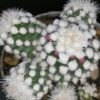 Mammillaria gracilis oruga, pianta da interno
