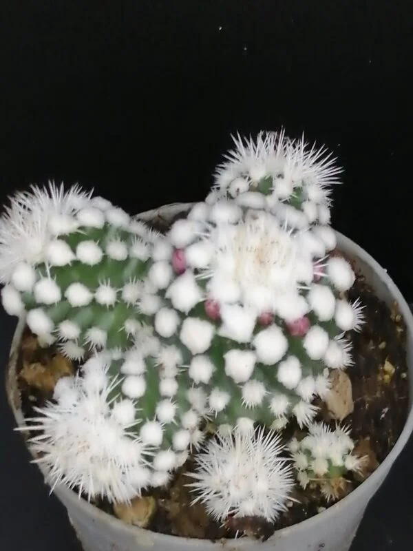 Mammillaria gracilis oruga, foto 3