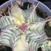 Euphorbia meloformis variegata, pianta da interno