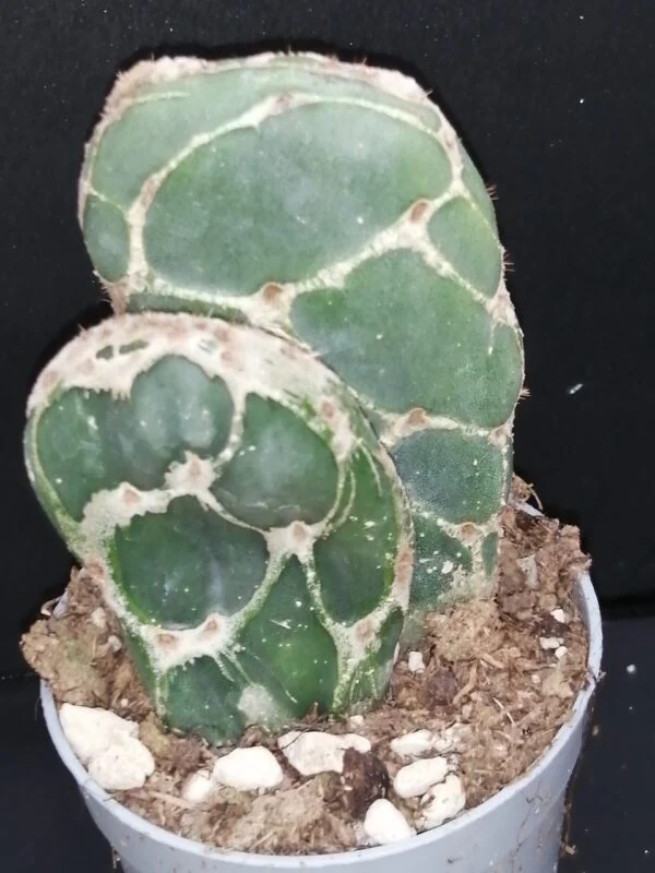 Opuntia reticulata Cobra, pianta da interno