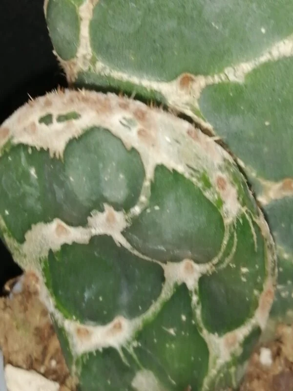 Opuntia reticulata Cobra, foto 2
