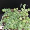 Senecio rowleyanus, pianta da interno