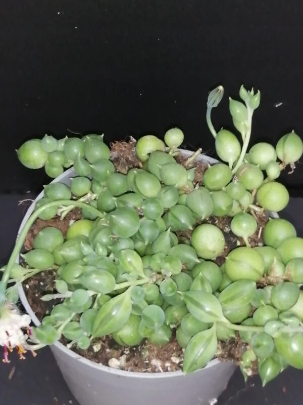 Senecio rowleyanus, pianta da interno