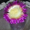 Pleiospilos nelii Royal Flush, pianta da interno