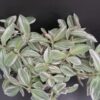Tradescantia White Cobra, pianta da interno e da esterno