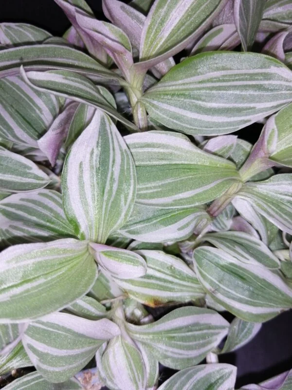 Tradescantia White Cobra, foto 2