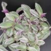 Tradescantia Rosa Sunrise, pianta da interno e da esterno