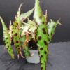 Begonia amphioxus Butterfly, pianta da interno