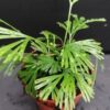 Actiniopteris radiata, pianta da interno