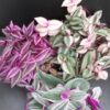 Tradescantia collezione 2, pianta da interno e da esterno