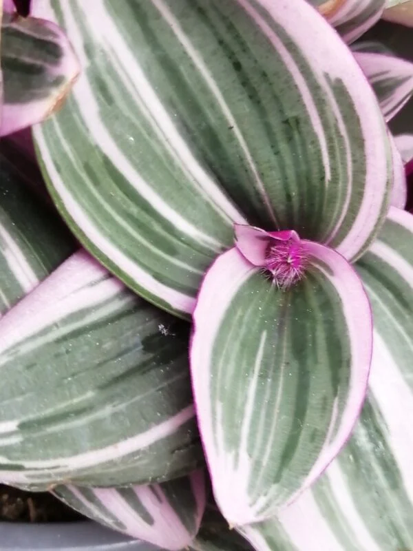 Tradescantia collezione 1, foto 4
