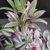 Tradescantia collezione 1, pianta da interno e da esterno