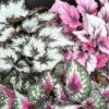Begonia rex collezione 2, pianta da interno e da esterno