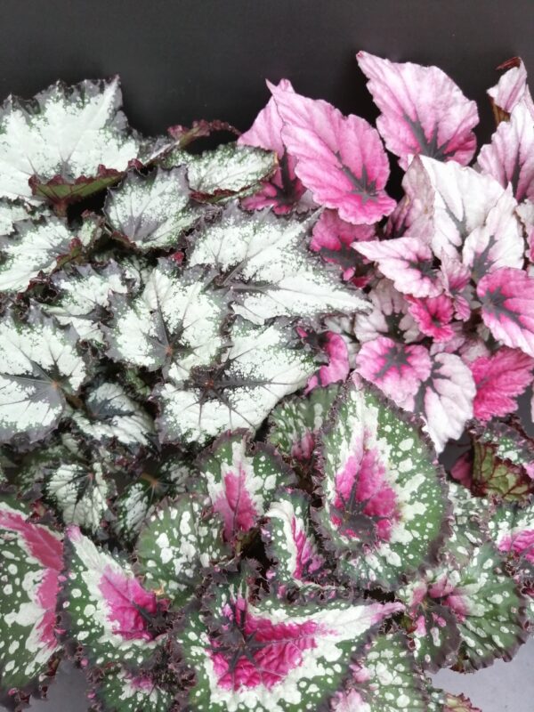 Begonia rex collezione 2, pianta da interno e da esterno