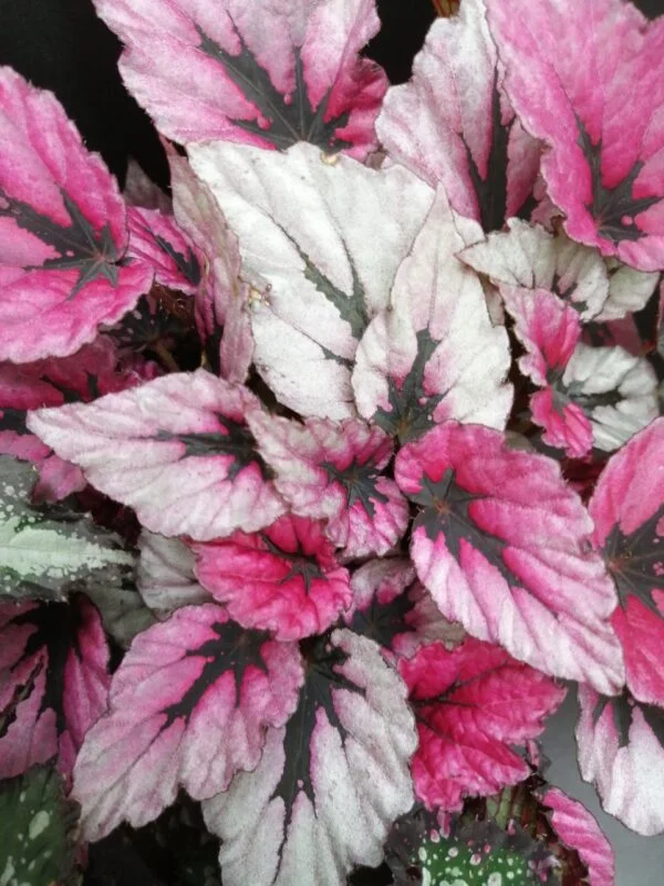 Begonia rex collezione 2, foto 4
