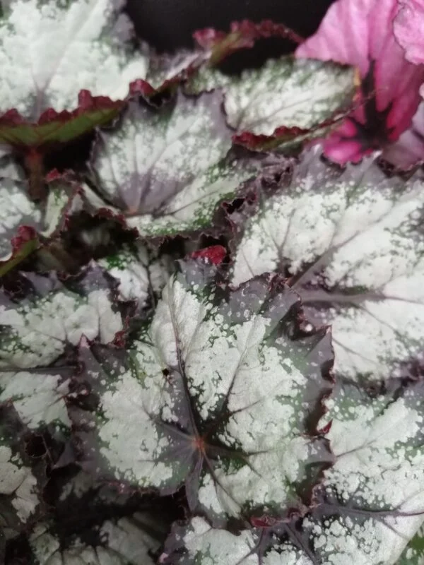 Begonia rex collezione 2, foto 2