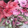Begonia rex collezione 1, pianta da interno e da esterno