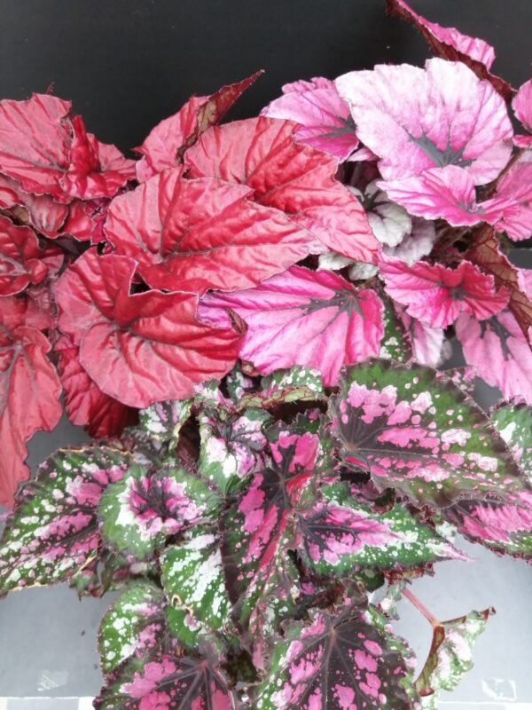 Begonia rex collezione 1, pianta da interno e da esterno